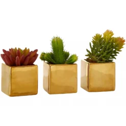 Fiori Mini Succulents In Gold Pots - Set Of 3