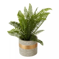 Fiori Boston Fern Succulent -Julian Charles 2907056 01 1500 x 1500